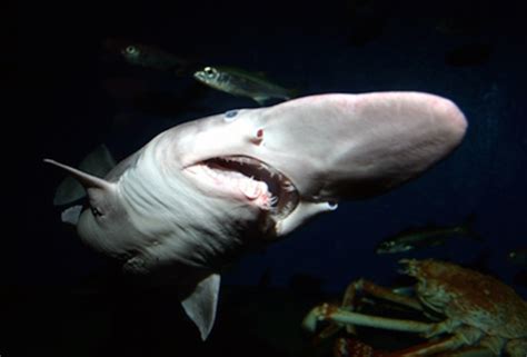 Rare "Prehistoric" Goblin Shark Caught in Japan