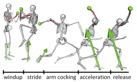 Biomechanics - Biology Simple