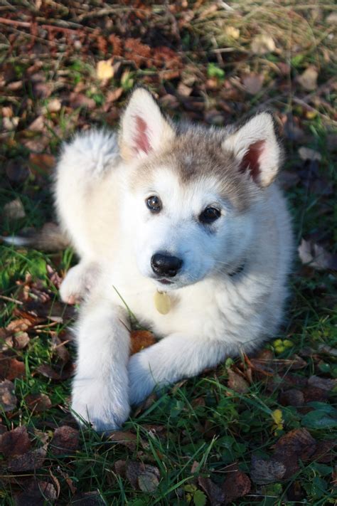 Are Alskan Malamutes Good With Babies