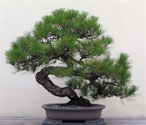 Pine Bonsai Trees | Bonsai Tree Gardener