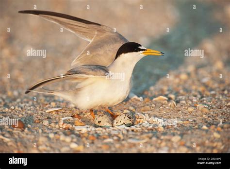 Nesting least tern and eggs Stock Photo - Alamy