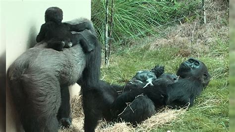 Riverbanks Zoo welcomes baby gorilla, second to be born at zoo this ...