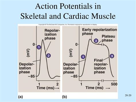 PPT - Cardiovascular System The Heart PowerPoint Presentation, free download - ID:226506