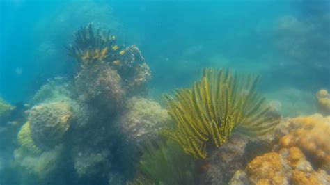 Snorkeling di Spot Snorkeling Pulau Macan, Kepulauan Seribu - YouTube