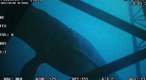 Lake Ladoga Eel Real Footage Unveils Mysterious Aquatic Life