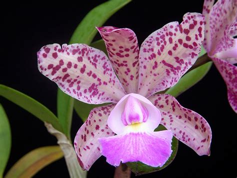 The Total Guide To Growing Beautiful Orchids