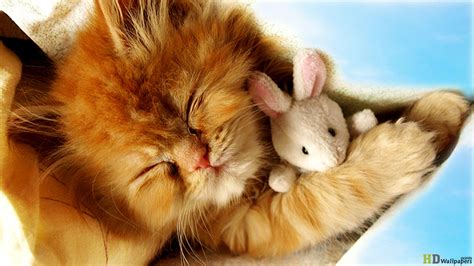 Cute Baby Kittens wallpaper | 1366x768 | #45950