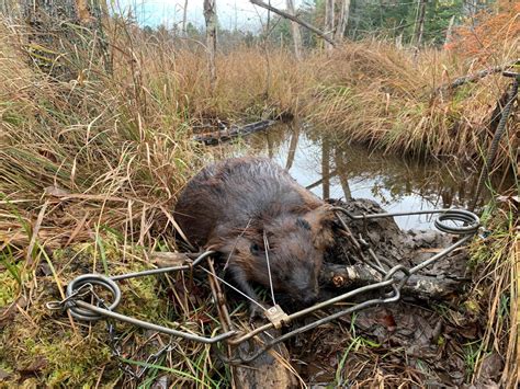 How To Trap Beavers For Beginners | Beaver Trapping 101 (Sets & Gear)