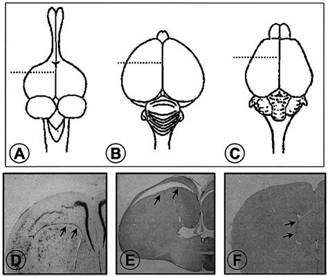 Schematic representation of the brain of a reptile (A), a bird (B), and... | Download Scientific ...