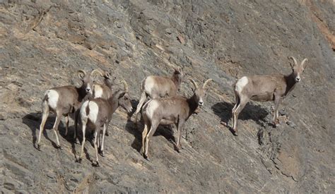 Death Valley Wildlife : California Watchable Wildlife : Death valley ...