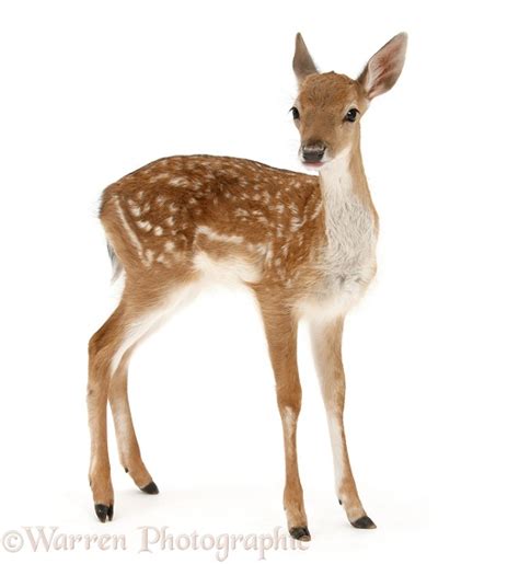 Fallow Deer fawn photo WP28618