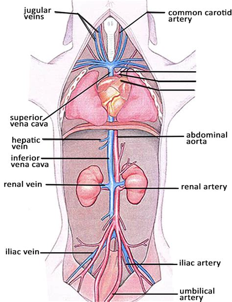 Fetal Pig Circulatory System Diagram - General Wiring Diagram