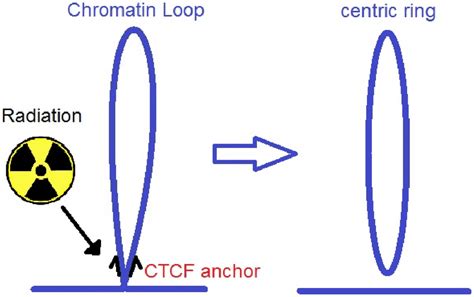 Chromatin loops. Many loops in chromatin demarcate contact domains.... | Download Scientific Diagram