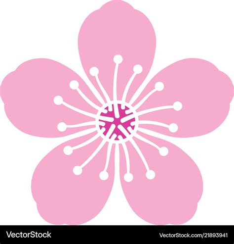 Cherry blossom flower Royalty Free Vector Image