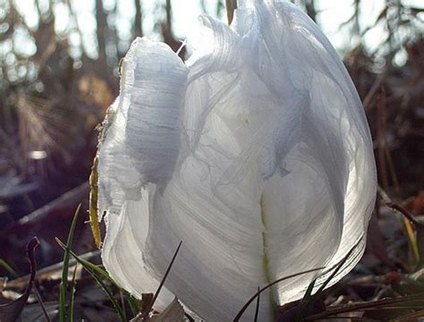 Frost Flowers | Garden Design