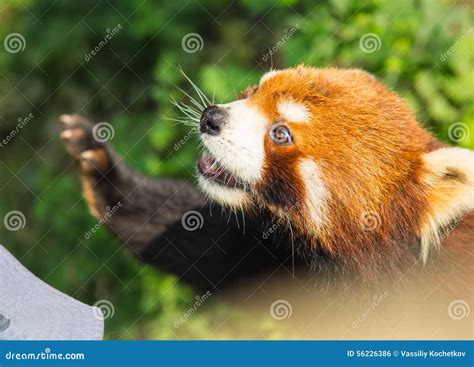 Amazing orange panda stock photo. Image of tropical, tree - 56226386