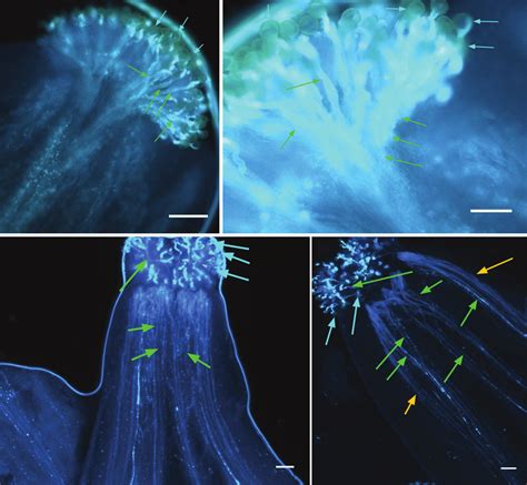 Pollen germination and pollen tube growth under UV light 2 h after ...