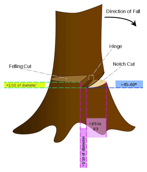 tree felling techniques chainsaw - Jesenia Jaramillo