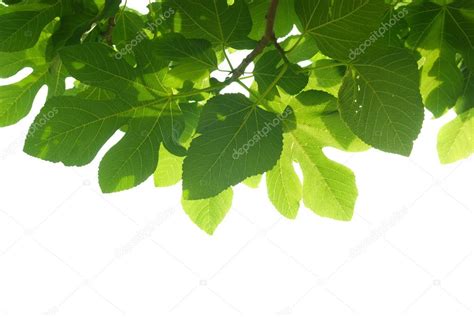 Leaves On Branch