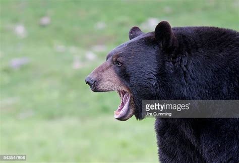 25 Black Bear Roar Stock Photos, High-Res Pictures, and Images - Getty ...