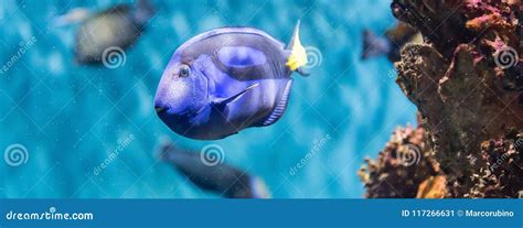 Closeup of a Regal Blue Tang in Aquarium Environment Stock Image - Image of aquatic, barrier ...