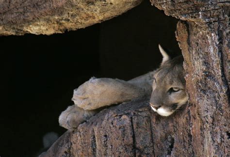 Photos: Animals at the Arizona Sonora Desert Museum