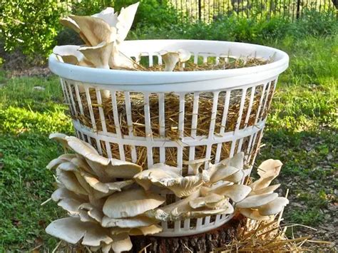 How To Grow Mushrooms At Home - DIY - The Gardener