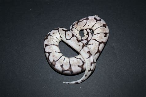 Zebra Bee Ball Python by Wards World Of Reptile Propagation - MorphMarket