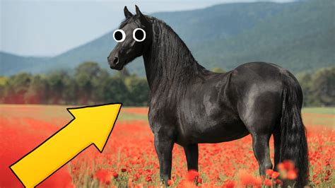 What Horse Breed Am I | Horse Personality Quiz | Beano.com