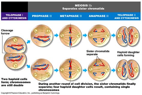 Pembelahan Sel Meiosis Tahapan Pembelahan Meiosis | The Best Porn Website