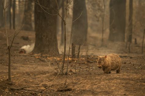 Wombats and The Australian Wildfires | Nature and Wildlife | Discovery