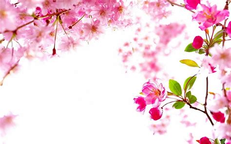 SPRING NATURE, sakura, pink flowers, splendor, enchanting nature, nature, spring, HD wallpaper ...