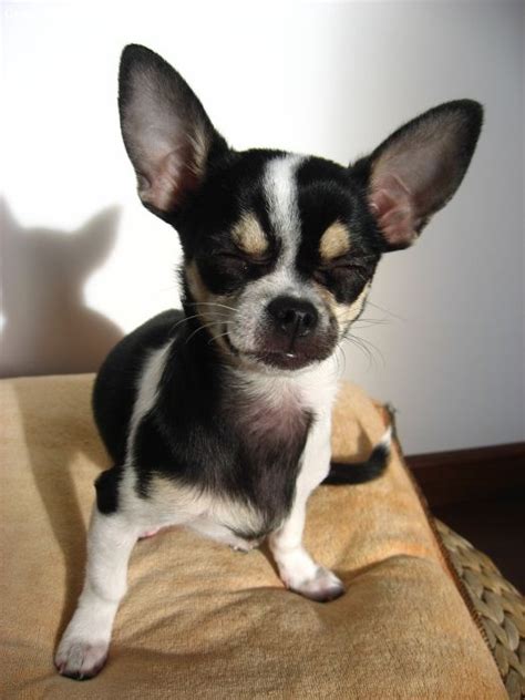 Chihuahua Terrier Mix Black And Brown - Pets Lovers