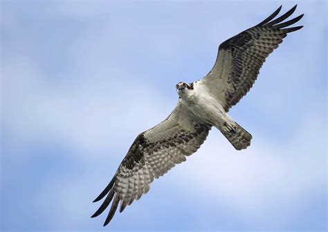 Osprey in Flight - Cool Wildlife