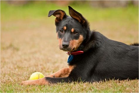 Australian kelpie - Puppies, Facts, Pictures, Price, Temperament, Breeders | Animals Breeds