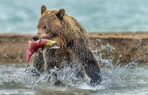 Fishing - Kamchatka, Russia i 2024