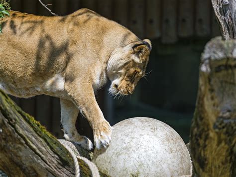 Lioness playing with a big ball | This lioness seemed to hav… | Flickr