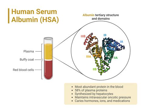 Human Serum Albumin (HSA) | BioRender Science Templates