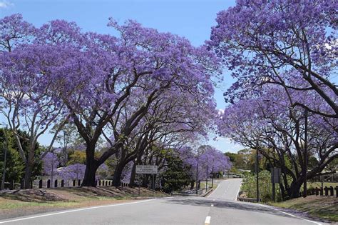 Jacaranda Tree Pruning Perth | Contact Jacaranda Specialists Today