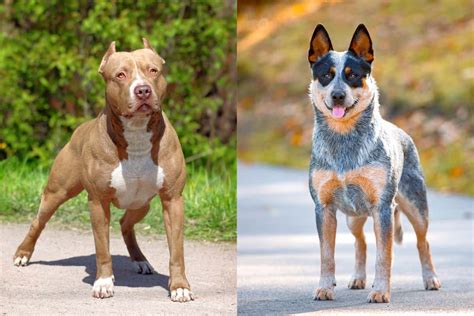 Pit Heeler (Pitbull & Blue Heeler Mix) Info, Pictures, Facts, FAQs & More