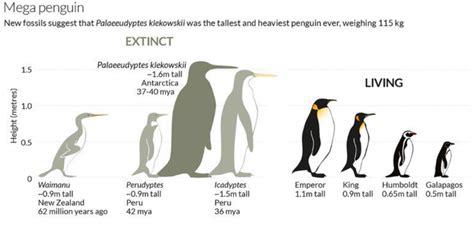 Extinct Colossus Penguin Was Nearly 7 Feet Tall — Pegasus Tutors