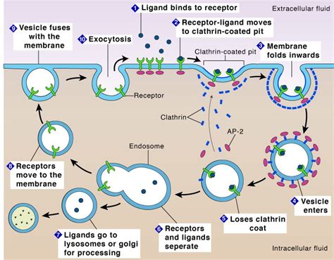 Endocytosis Steps