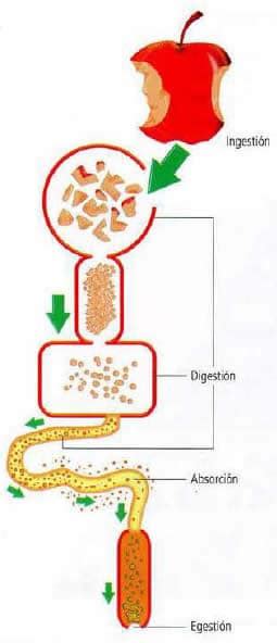 Partes del sistema digestivo » Blog de Biología