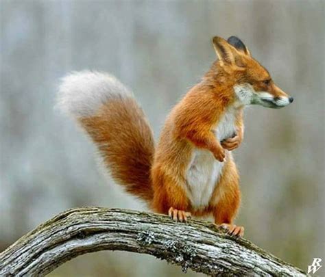 TOP 26 funny photoshopped photos of two animals combined together