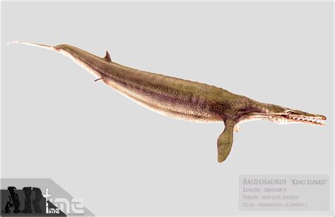 Basilosaurus-01 by Steamtrooper on DeviantArt