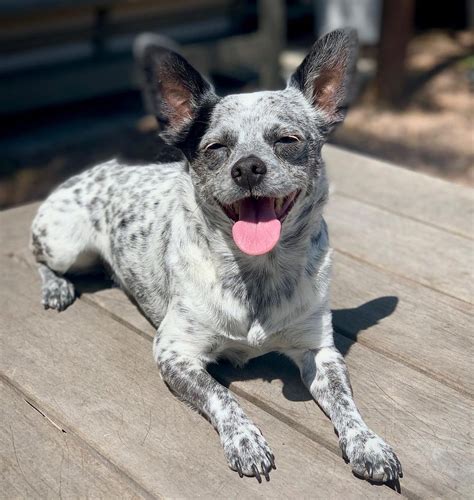 Blue Heeler Mix With Chihuahua – What Is The Result?