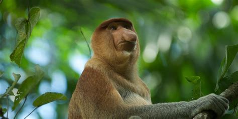 How do mangrove forests impact marine wildlife? | GVI | GVI