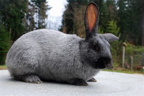 Applegarth Farm: Champagne d'Argent and American Chinchilla rabbits