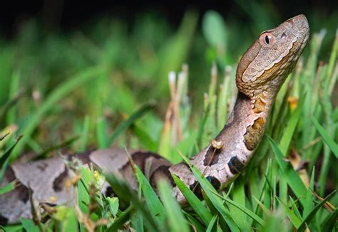 Gorgeous baby copperhead from last night. . . . . . copperhead snake copperheadsnake herpsofnc ...