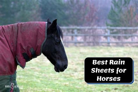 7 Best Rain Sheets for Horses to Keep Them Dry [2024 Review]